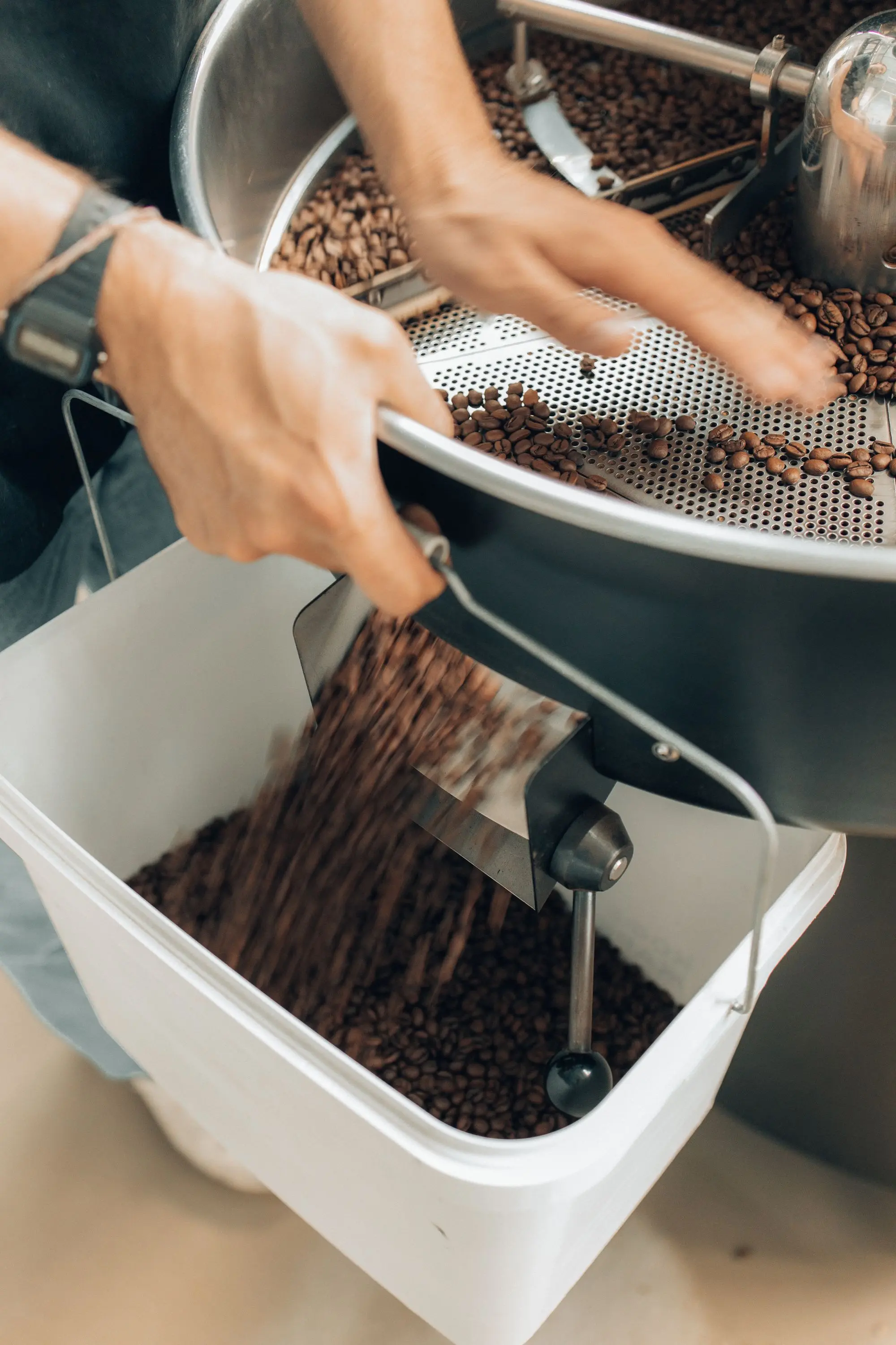 Mains qui trient des grains de café dans un bac